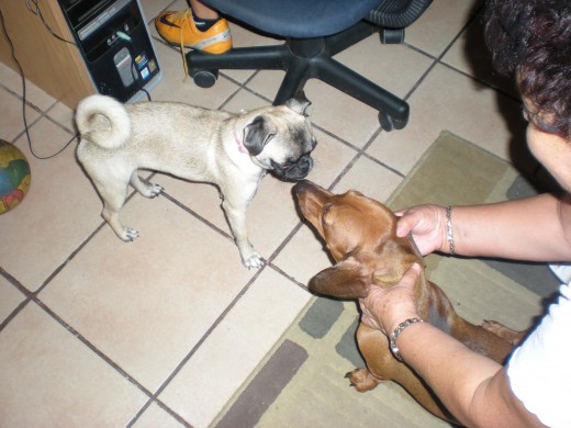 Lola jugando con su prima Petunia.
